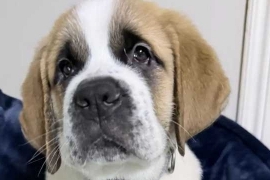 Saint bernard puppies