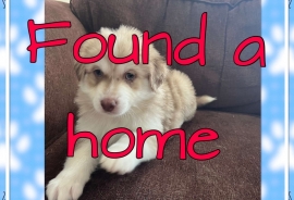 Pomsky/Australian Shepard