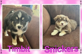 Pomsky/Australian Shepard