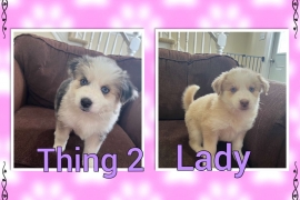 Pomsky/Australian Shepard