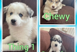 Pomsky/Australian Shepard