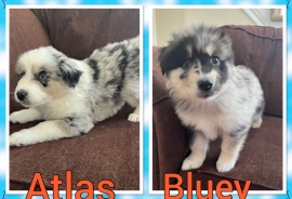 Pomsky/Australian Shepard