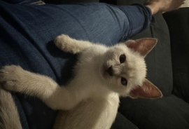 Siamese