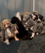 American Bulldog