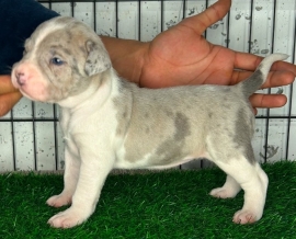 American Bulldog