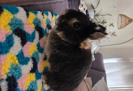 Netherlands Dwarf