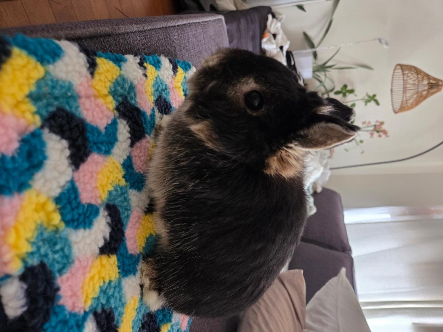 Netherlands Dwarf