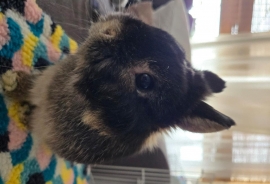 Netherlands Dwarf