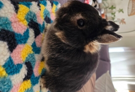 Netherlands Dwarf