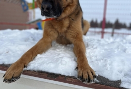German Shepherd Dog