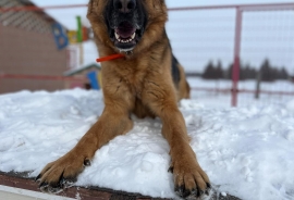 German Shepherd Dog