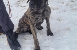 Mastiff