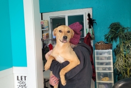 Yellow Labrador Retriever