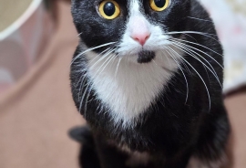 Domestic Short Hair