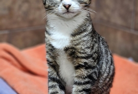 Domestic Short Hair