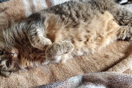 Domestic Short Hair