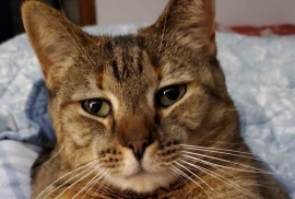 Domestic Short Hair