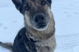 German Shepherd Dog