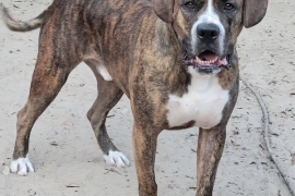 Boxer