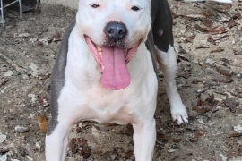 Pit Bull Terrier