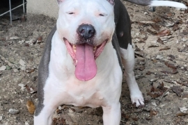Pit Bull Terrier
