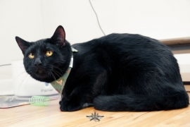 Domestic Short Hair