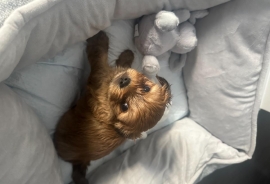YORKIE / CHIHUAHUA MIX