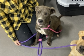 Pit Bull Terrier