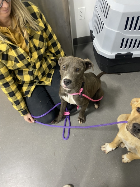 Pit Bull Terrier