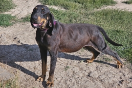 Beagle, Black and Tan, Bluetick, Redbone Coonhound