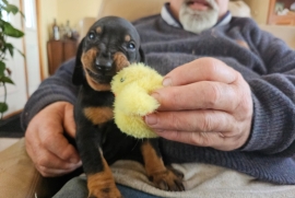 Beagle, Black and Tan, Bluetick, Redbone Coonhound