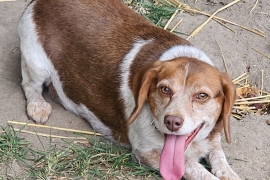 Beagle, Black and Tan, Bluetick, Redbone Coonhound