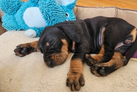 Beagle, Black and Tan, Bluetick, Redbone Coonhound