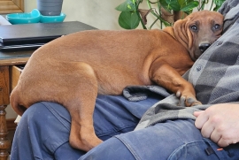 Beagle, Black and Tan, Bluetick, Redbone Coonhound