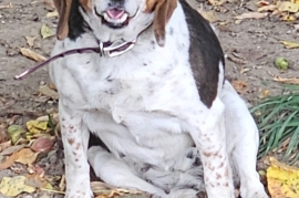 Beagle, Black and Tan, Bluetick, Redbone Coonhound