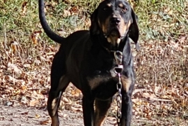 Beagle, Black and Tan, Bluetick, Redbone Coonhound