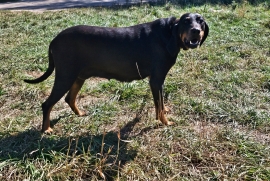Beagle, Black and Tan, Bluetick, Redbone Coonhound