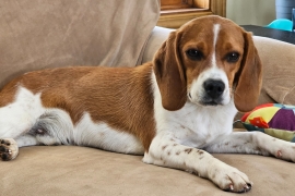 Beagle, Black and Tan, Bluetick, Redbone Coonhound