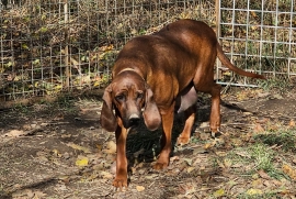 Beagle, Black and Tan, Bluetick, Redbone Coonhound