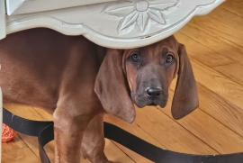 Beagle, Black and Tan, Bluetick, Redbone Coonhound