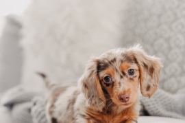 Dachshund