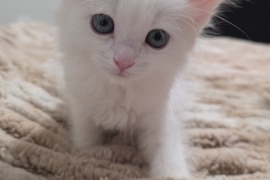 Turkish Angora 