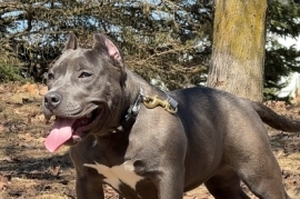 American Bully