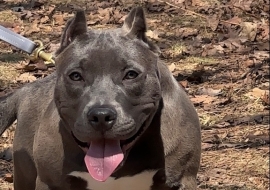 American Bully
