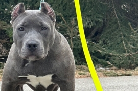American Bully