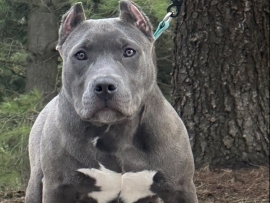 American Bully