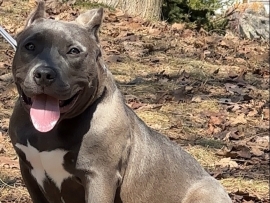 American Bully