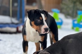 American Bully