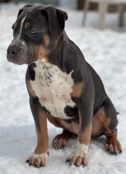 American Bully