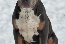 American Bully